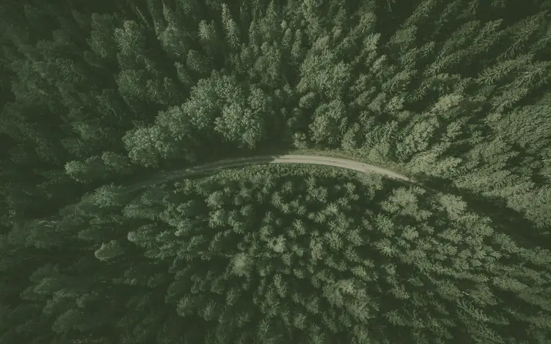 Bosque de coníferas visto desde el aire, con un camino que lo cruza en curva