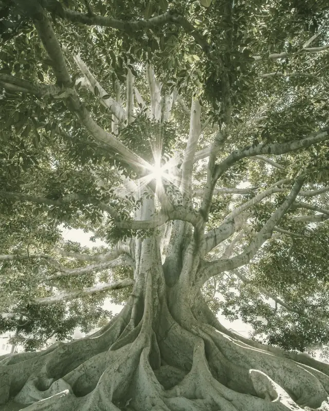 Árbol centenario visto desde abajo, con sus raíces y la luz atravesando las ramas