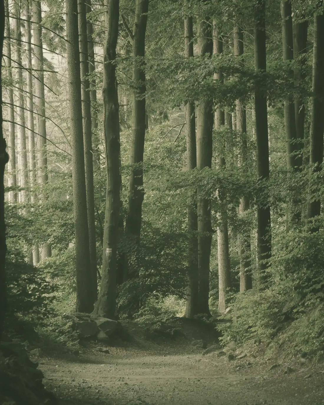 Sendero entre árboles en duotono verde, tratado como una imagen de marca