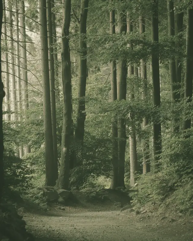 Sendero entre árboles altos con luz filtrándose entre las ramas